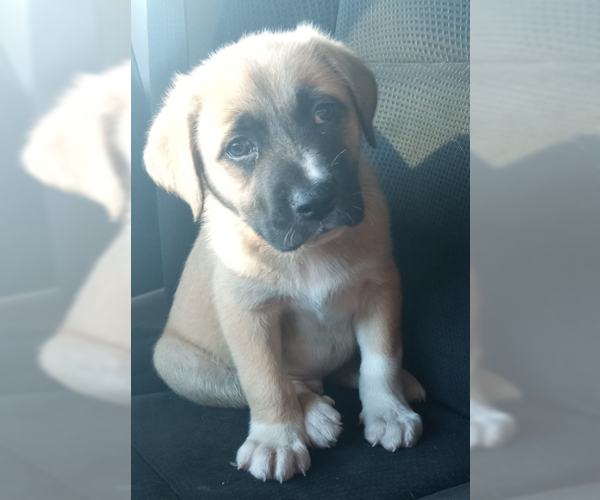 Medium Photo #4 Great Pyrenees-Unknown Mix Puppy For Sale in Evansville, IN, USA