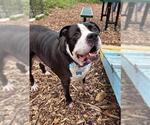 Small #1 American Pit Bull Terrier