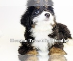 Puppy 1 Miniature Australian Shepherd-Miniature Bernedoodle Mix