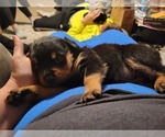 Small Photo #8 Rottweiler Puppy For Sale in NARVON, PA, USA
