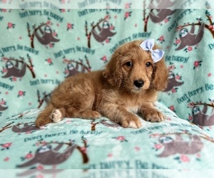 Goldendoodle (Miniature) Puppy for sale in LAKELAND, FL, USA
