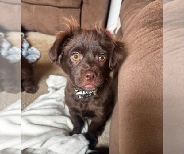 Medium Photo #1 Shih-Poo Puppy For Sale in Catasauqua, PA, USA