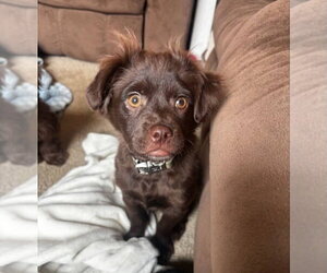 Shih-Poo Dogs for adoption in Catasauqua, PA, USA