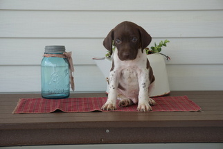 German Shorthaired Pointer Puppy for sale in FREDERICKSBURG, OH, USA