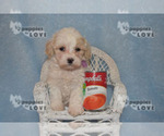 Small Photo #4 Poochon Puppy For Sale in SANGER, TX, USA