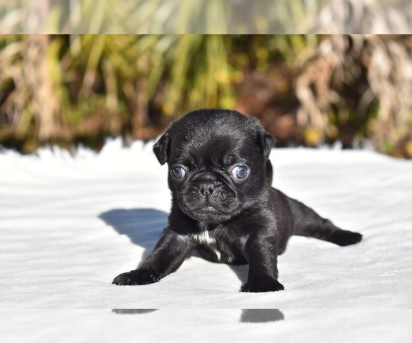 Medium Photo #4 Pug Puppy For Sale in PALM COAST, FL, USA