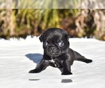 Small #3 Pug