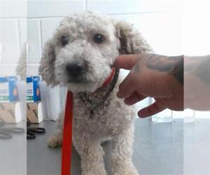 Poodle (Toy) Dogs for adoption in San Bernardino, CA, USA