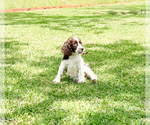 Small Photo #6 English Springer Spaniel Puppy For Sale in FITZGERALD, GA, USA