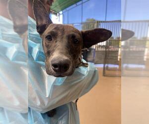 Mutt Dogs for adoption in Chula Vista, CA, USA