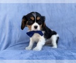 Small #3 Cavalier King Charles Spaniel