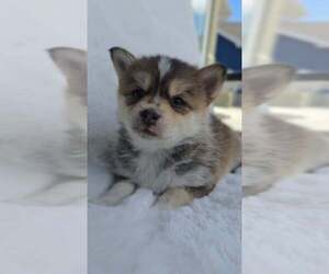 Pomsky Puppy for sale in VERNAL, UT, USA
