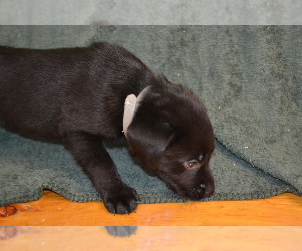 Medium Photo #1 Labrador Retriever Puppy For Sale in GREENWOOD, WI, USA