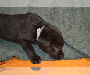 Medium Labrador Retriever