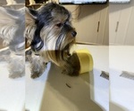 Small #2 Yorkshire Terrier