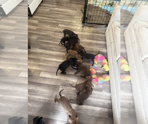 Rhodesian Ridgeback-Weimaraner Mix Puppy for Sale in ASHLAND, Pennsylvania USA