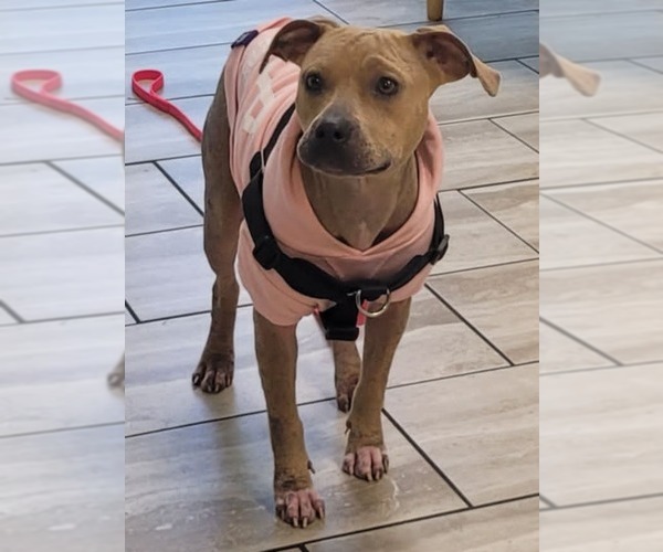 Medium Photo #1 American Pit Bull Terrier-Unknown Mix Puppy For Sale in Mobile, AL, USA