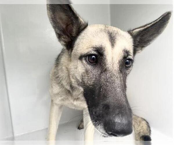 Medium Photo #1 German Shepherd Dog-Unknown Mix Puppy For Sale in Houston, TX, USA