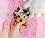 Small #5 Yorkshire Terrier