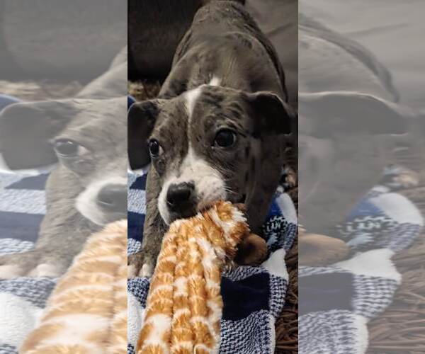 Medium Photo #6 Catahoula Leopard Dog-Unknown Mix Puppy For Sale in Minneapolis, MN, USA
