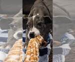 Small #5 Catahoula Leopard Dog Mix