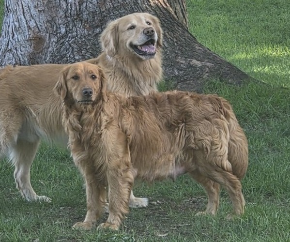 Medium Photo #1 Golden Retriever Puppy For Sale in MINNEAPOLIS, MN, USA