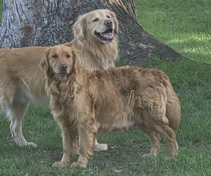 Mother of the Golden Retriever puppies born on 05/02/2025