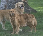 Small Photo #1 Golden Retriever Puppy For Sale in MINNEAPOLIS, MN, USA