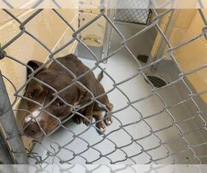 Mutt Dogs for adoption in Tulsa, OK, USA