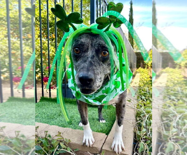 Medium Photo #8 American Pit Bull Terrier-Unknown Mix Puppy For Sale in Redlands, CA, USA