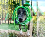 Small #7 American Pit Bull Terrier Mix