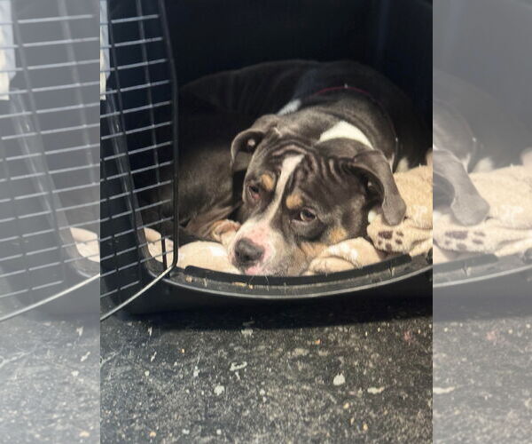 Medium Photo #14 American Pit Bull Terrier-Unknown Mix Puppy For Sale in Germantown, OH, USA
