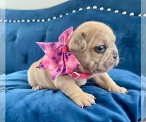 French Bulldog Puppy for sale in DALLAS, TX, USA