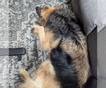 Small #33 German Shepherd Dog