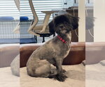 Small #1 Shih Tzu Mix