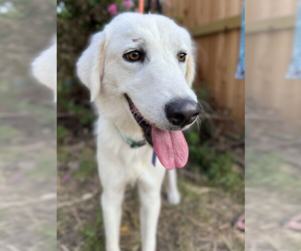 Medium Photo #5 Great Pyrenees Puppy For Sale in Spring, TX, USA