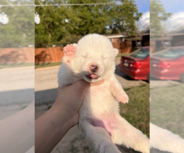 Medium Photo #2 Akita Puppy For Sale in ARLINGTON, TX, USA
