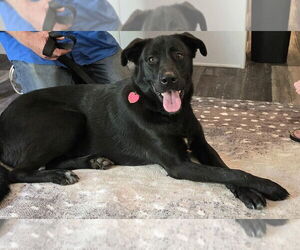 Labrador Retriever Dogs for adoption in LOGANVILLE, GA, USA