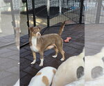 Small #3 Chihuahua