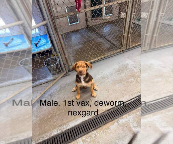 Medium Photo #1 Labrador Retriever-Unknown Mix Puppy For Sale in Calgary, Alberta, Canada