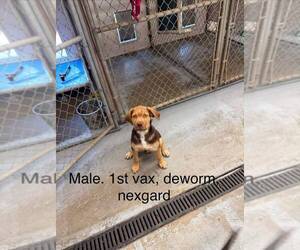 Labrador Retriever-Unknown Mix Dogs for adoption in Calgary, Alberta, Canada