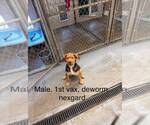 Small Labrador Retriever Mix