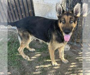 ROCKY - Male German Shepherd Dog Dog for Adoption - Photo #2