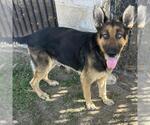 Small Photo #2 German Shepherd Dog Puppy For Sale in Riverside, CA, USA