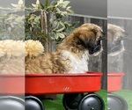 Small #4 Shih Tzu