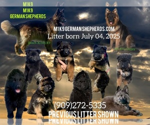 German Shepherd Dog Litter for sale in PINON HILLS, CA, USA