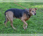 Small #1 Mutt