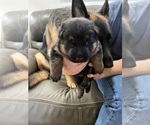 Small #3 German Shepherd Dog