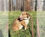 Small #1 Dachshund Mix