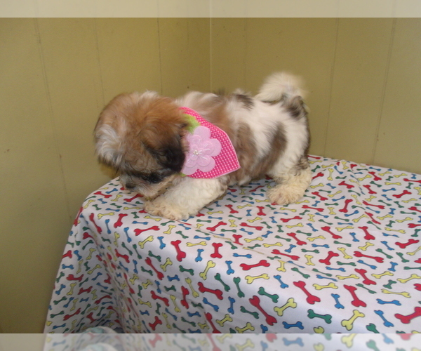 Medium Photo #4 Shih Tzu Puppy For Sale in PATERSON, NJ, USA
